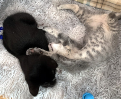 FOSTER HOME NEEDED FOR FREDRIKA &amp; KITTENS!!

Fredrika is very friendly (about a year old) and the kittens are around 14 weeks old. Silver &amp; Jackson are each missing the lower part of one back leg, but they are managing very well on 3 legs.

Foster: docs.google.com/forms/d/e/1FAI…