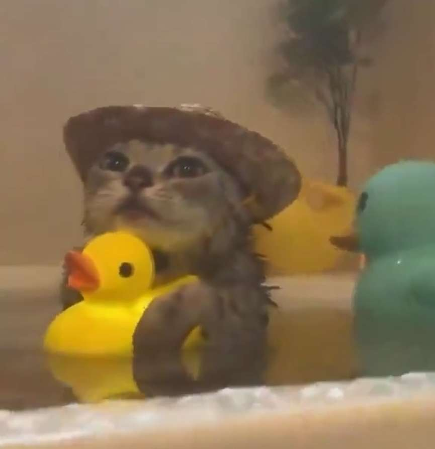 Lucellia (@lucelliattv) on Twitter photo 