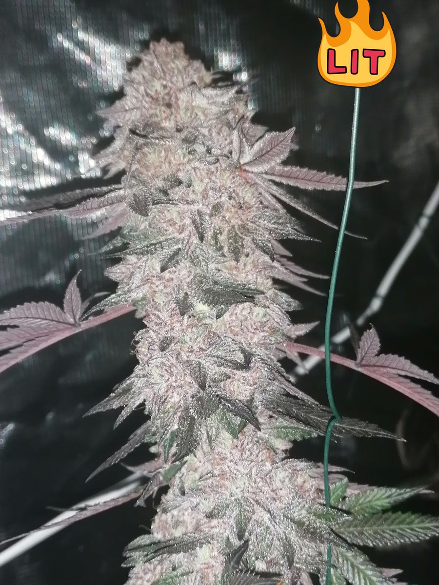 caliroots777's tweet photo. Just a little @rootinn_ increasing my yield by 30% with @TheFloraFlex, 👽🛸✨
#proofisinthepudding #rootinn_magic
#dontpanicitsorganic #itachi #CaliRoots https://t.co/XoZ6CVt8QT