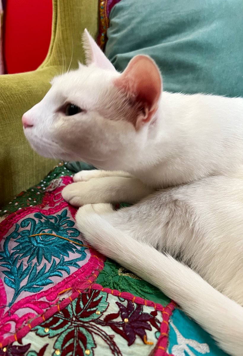 NorthWestNicky's tweet photo. #ShopCats of Philly https://t.co/PaycA62JxZ