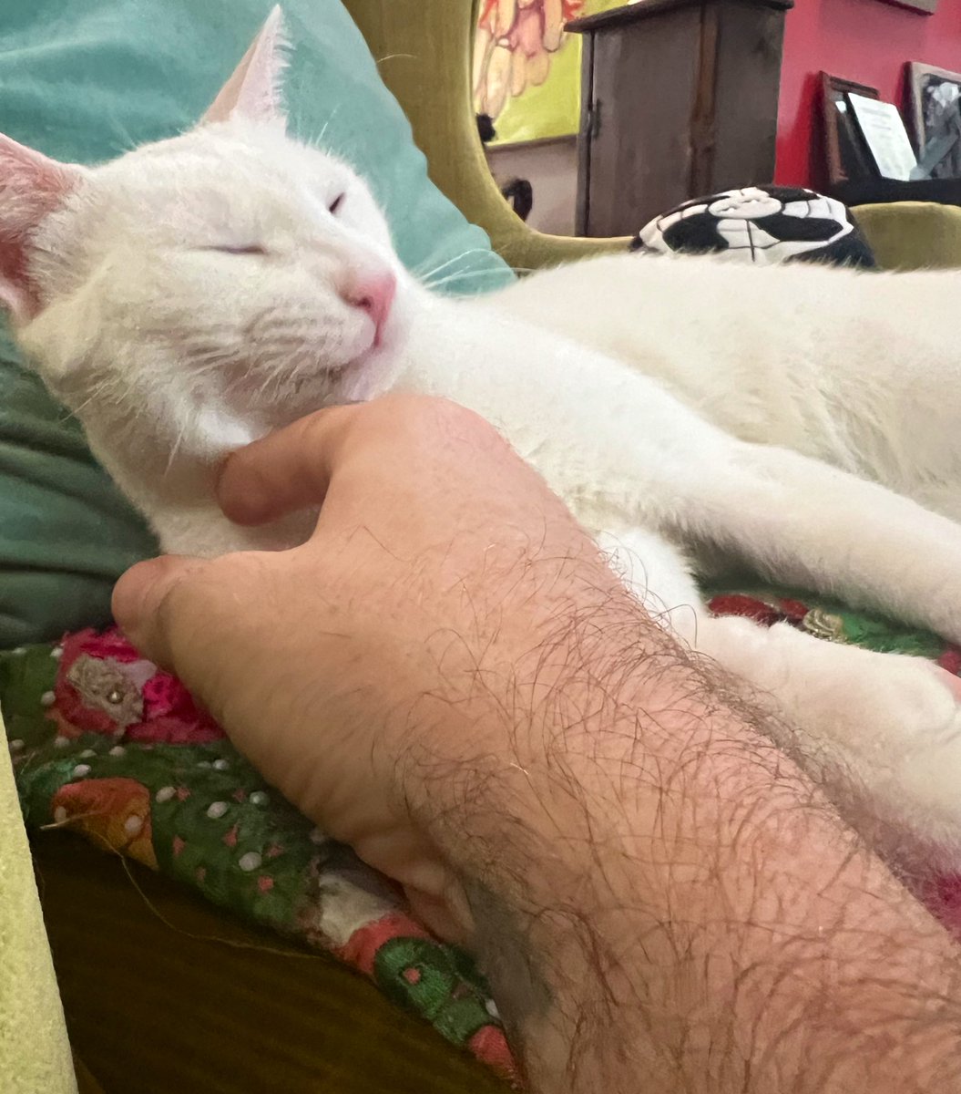 NorthWestNicky's tweet photo. #ShopCats of Philly https://t.co/PaycA62JxZ