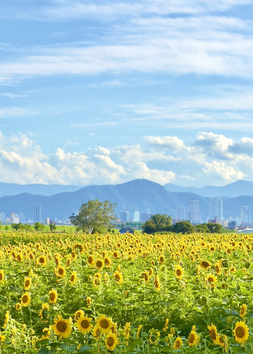 o13840's tweet photo. おはようございます♪

秋がさらに深まる前に…
印象に残ってる…いつかの夏のソラを♫

札幌中心部が遠くに見える…ひまわり畑。

癒しの色がいっぱいでした😊

#キリトリセカイ https://t.co/fL6DdEgFoa