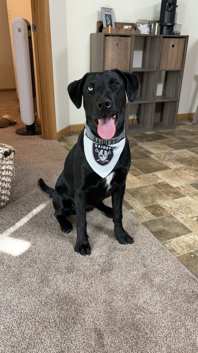 TysonTipton's tweet photo. @Raiders what do you know about the cutest raiders fan! https://t.co/9gszoiW6kC