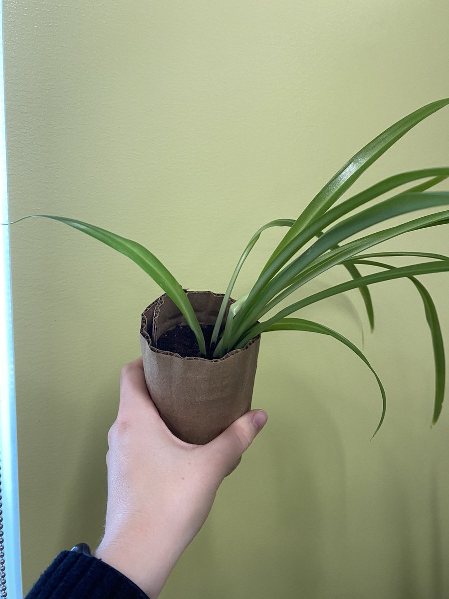 Attention all eco-loving teachers! If you have lots of plant offshoots (ie. my thousands of spider plants), I have been propagating them in my classroom and giving them to my students! We created compostable pots using cardboard box scraps! 🌱🌎💚