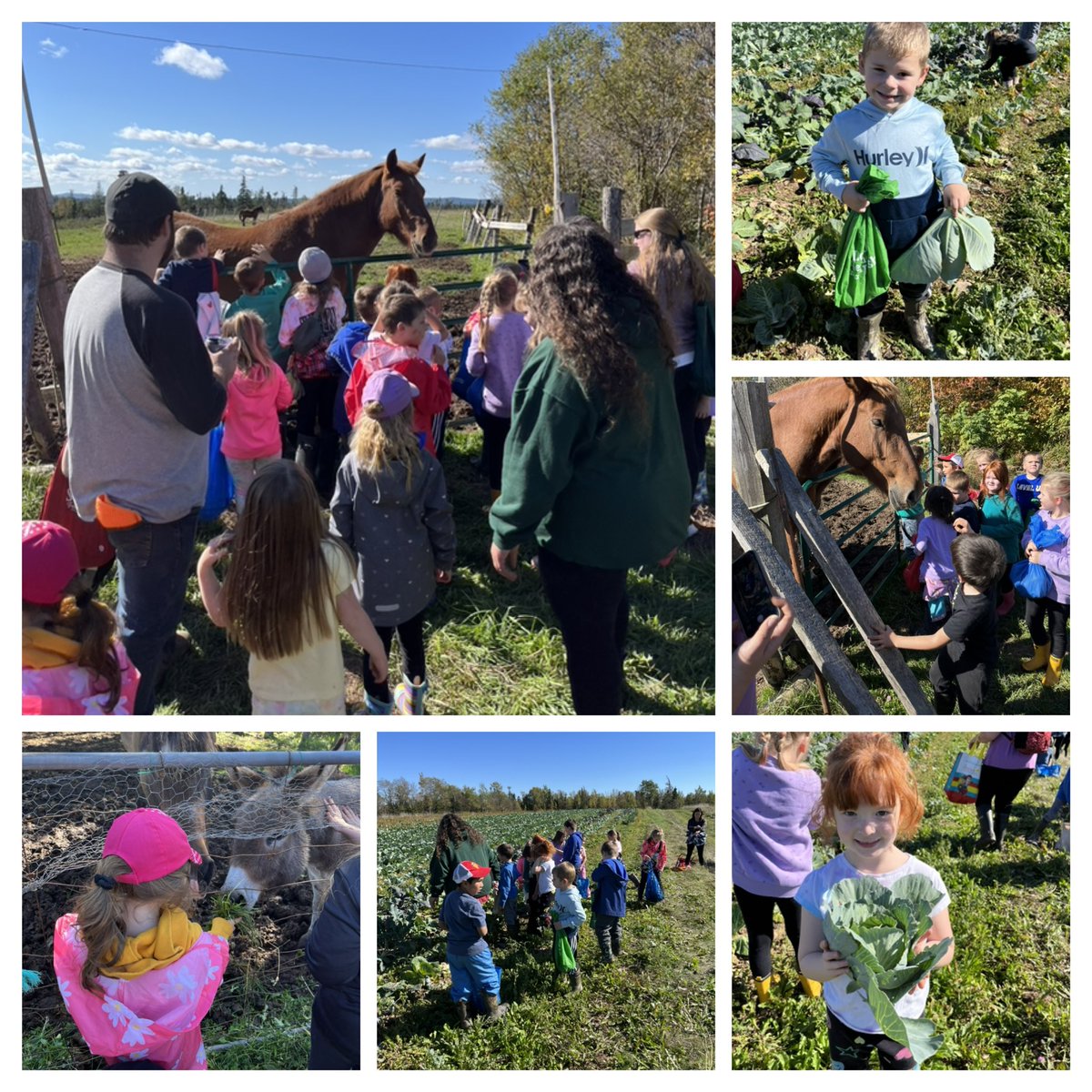 mspenneysclass's tweet photo. We had SO much fun @ThreeMileRidge today! A beautiful day for harvesting veggies! Couldn't wipe the smiles off of their faces! @bishopwhiteNL @NLSchoolsCA @littlegrnthumbs @AITCNL @DonaldBPerry https://t.co/BXoGcHvlbS
