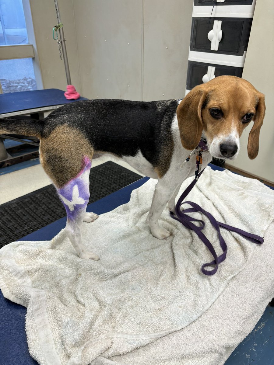 hanna_the_emo's tweet photo. I think the world deserves to see Ruby’s cool ass ink 💜 thanks Shelly!! https://t.co/pUO65mIvvH