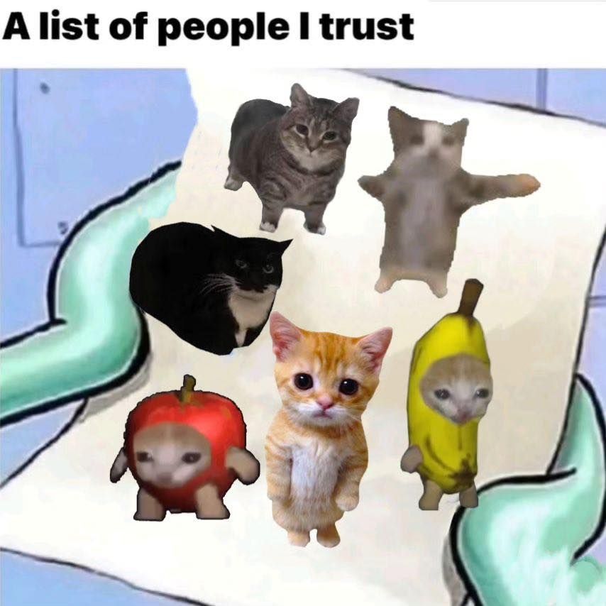 Posts Of Cats (@postsofcats) on Twitter photo 