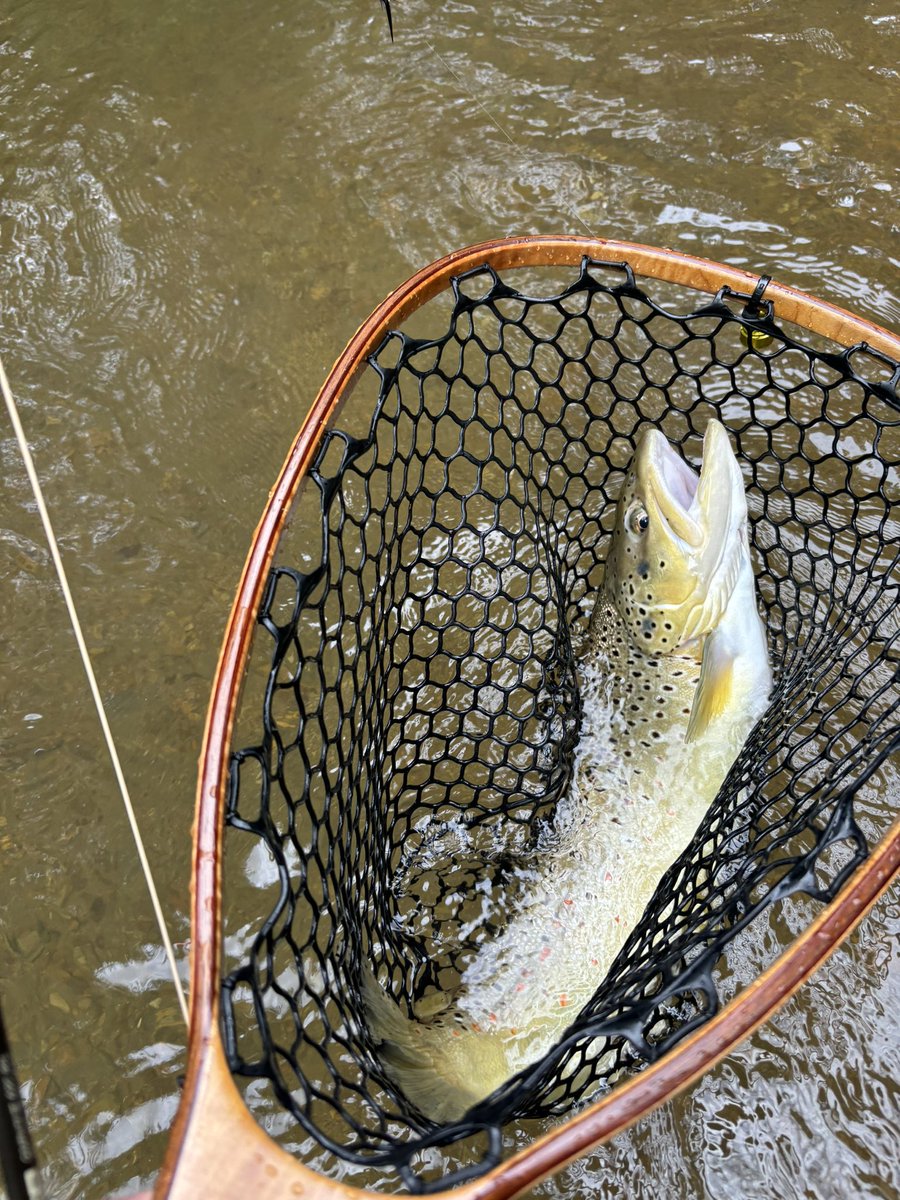 mb_tolbert's tweet photo. @notonlytrout #fishpicfriday on the #soque https://t.co/aY124zE41T