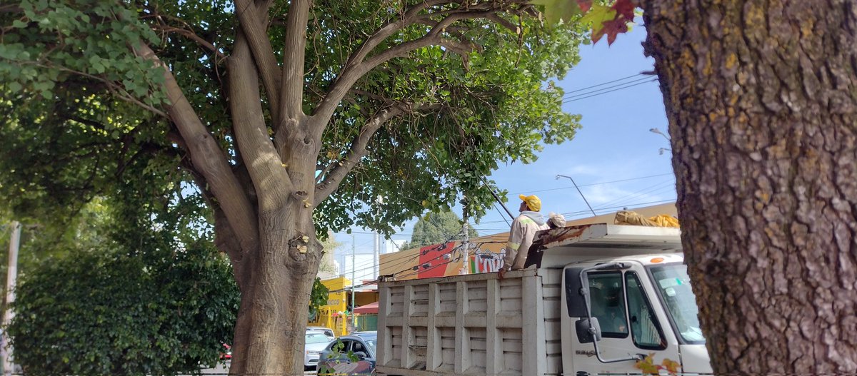 <a href="/DanaeCdl/">Danae Calderón</a> y Citla mil gracias por ayudarme a gestionar la poda del árbol 🌲🌳. Ya no será un peligro para nadie. 
Gracias por hacer un gran trabajo!