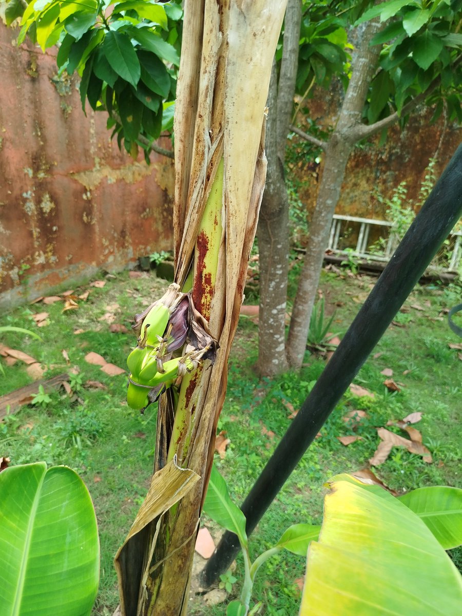 Mi mata de plátano,se cayó y la volví a sembrar ,pues el fruto le salió por la mitad 😱Obvien la pared ,se que le falta pintar pero...
