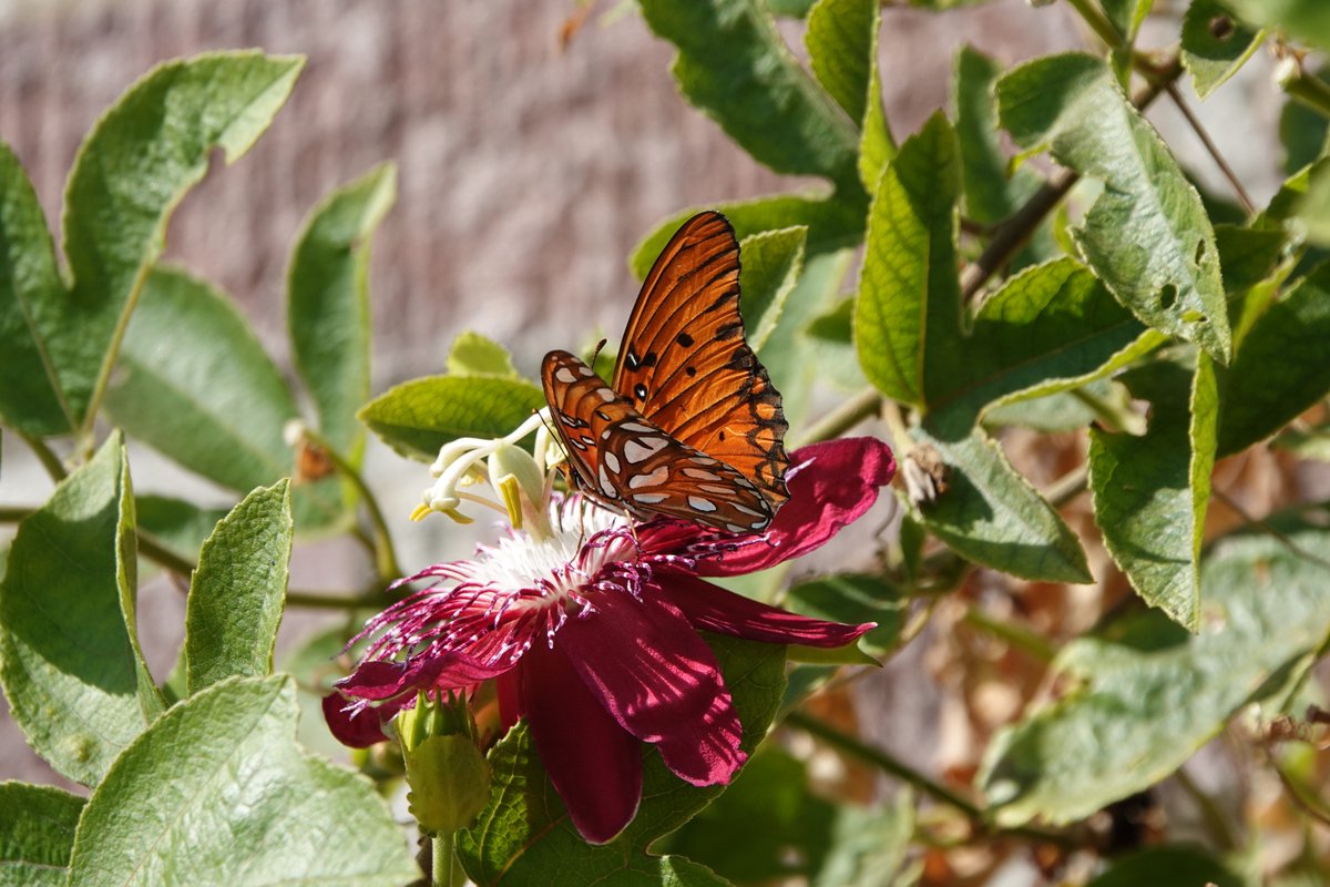 palisadeslapl's tweet photo. Happy World Animal Day! Join the #LABioBlitz Challenge through October 31 to protect and support wildlife in Los Angeles. Crowdsource photos of animals, insects and plants in your neighborhood. #BiodiversityLA
@lapubliclibrary
@LACitySan
@lacityparks
@nhmla
@natureinla
@ladwp1 https://t.co/CgJgbpNnFO