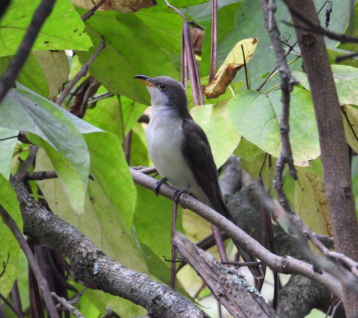 look at this dapper little fella, Yellowbilled Cuckoo #wildlifephotography #BirdsOfTwitter