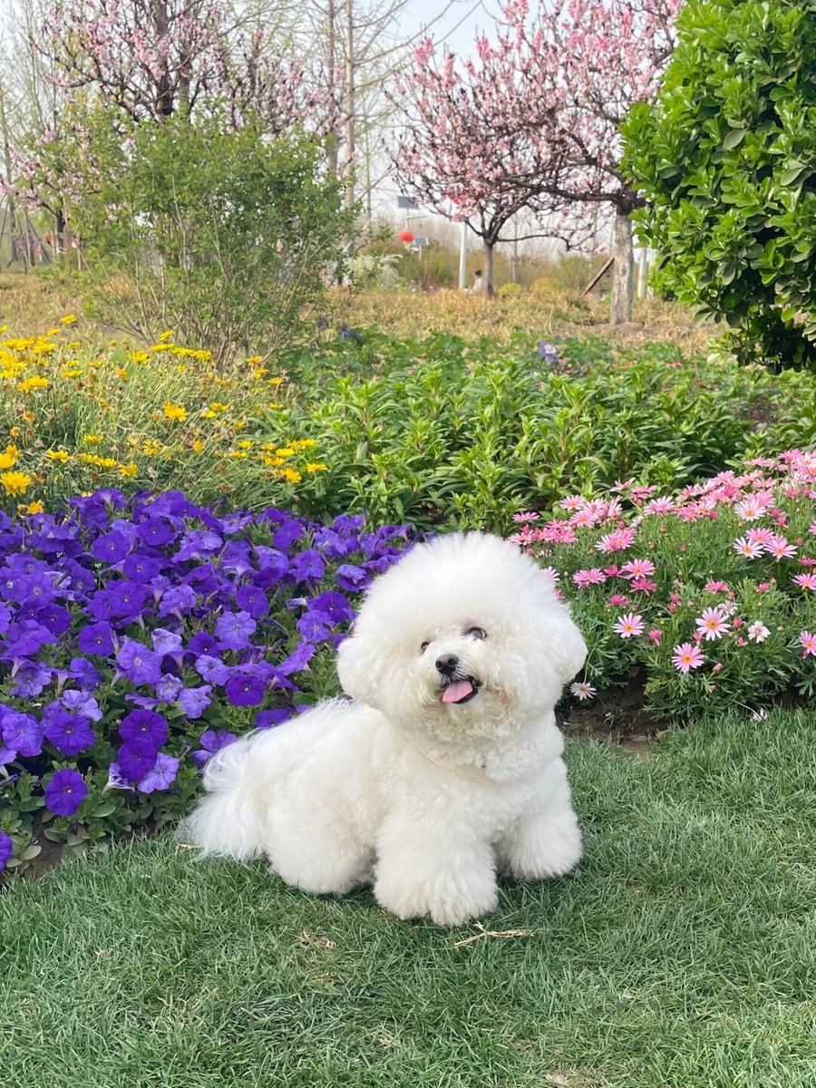 1_daisy1's tweet photo. A puppy who loves taking photos🥰🌻🙂
#Mypetissocute #Dogdiary #Myrandomphotos #BichonFrise #Cute https://t.co/KOfXslZCcE
