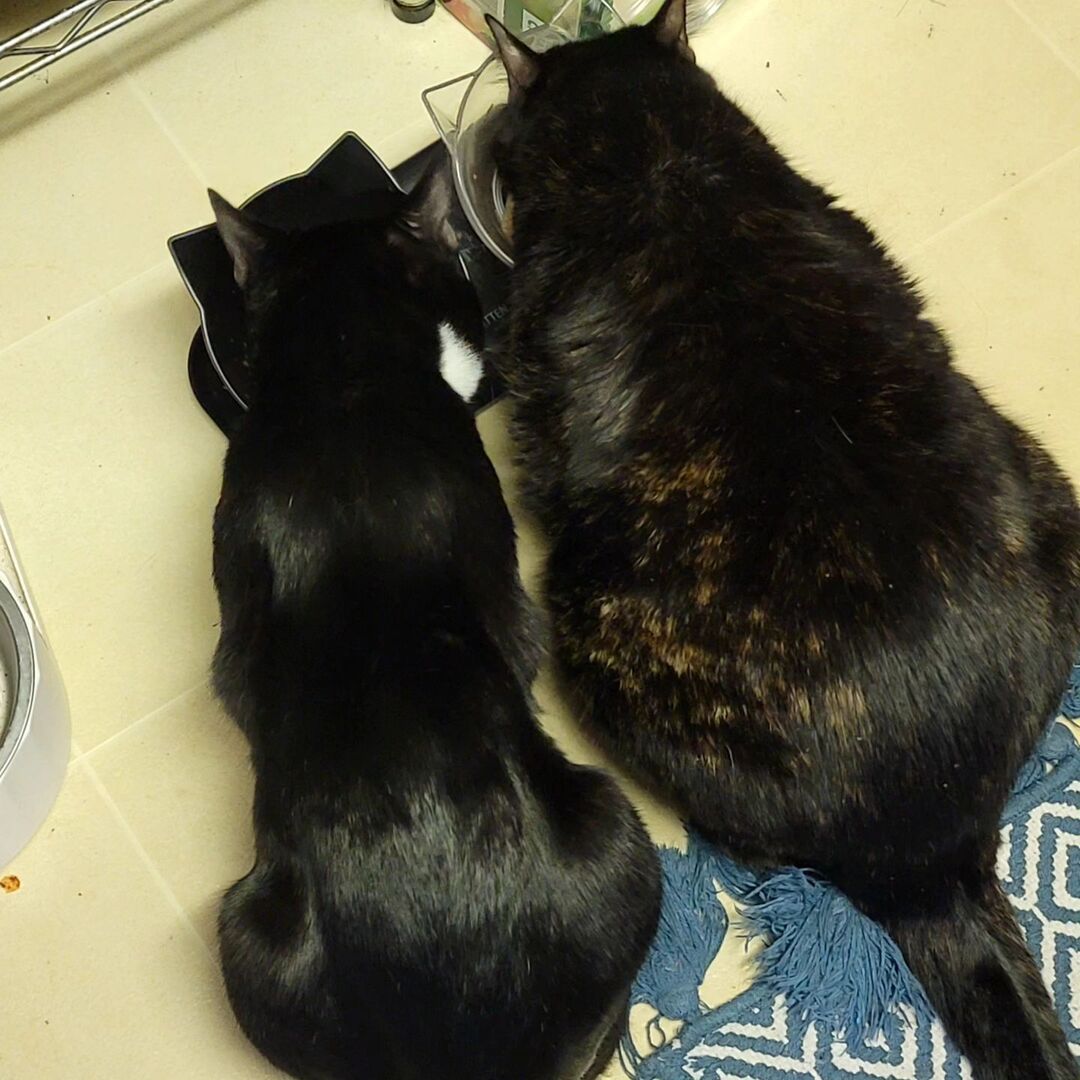 Smalls &amp; Ezri. He wants to love her, she hates him. The only thing that brings them together is food. instagr.am/p/DAuPXXSgnUH/