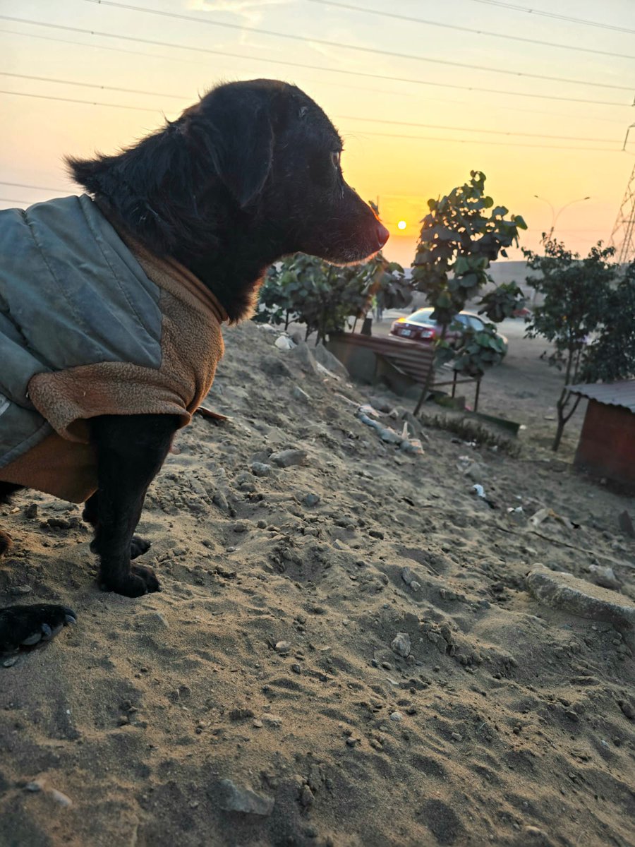 dame_una_pata's tweet photo. Cuantos Lomitos esperan un Hogar...ni te imaginas la alegría que sienten ellos al sentir nuestro cariño, para ellos eres su todo
Cada ves que llego puedo sentir esa energía recibiendome..esa necesidad de verme con su rostros contentos ojitos de capulis llenos de amor
#Chatito https://t.co/DIJxGV1oJp
