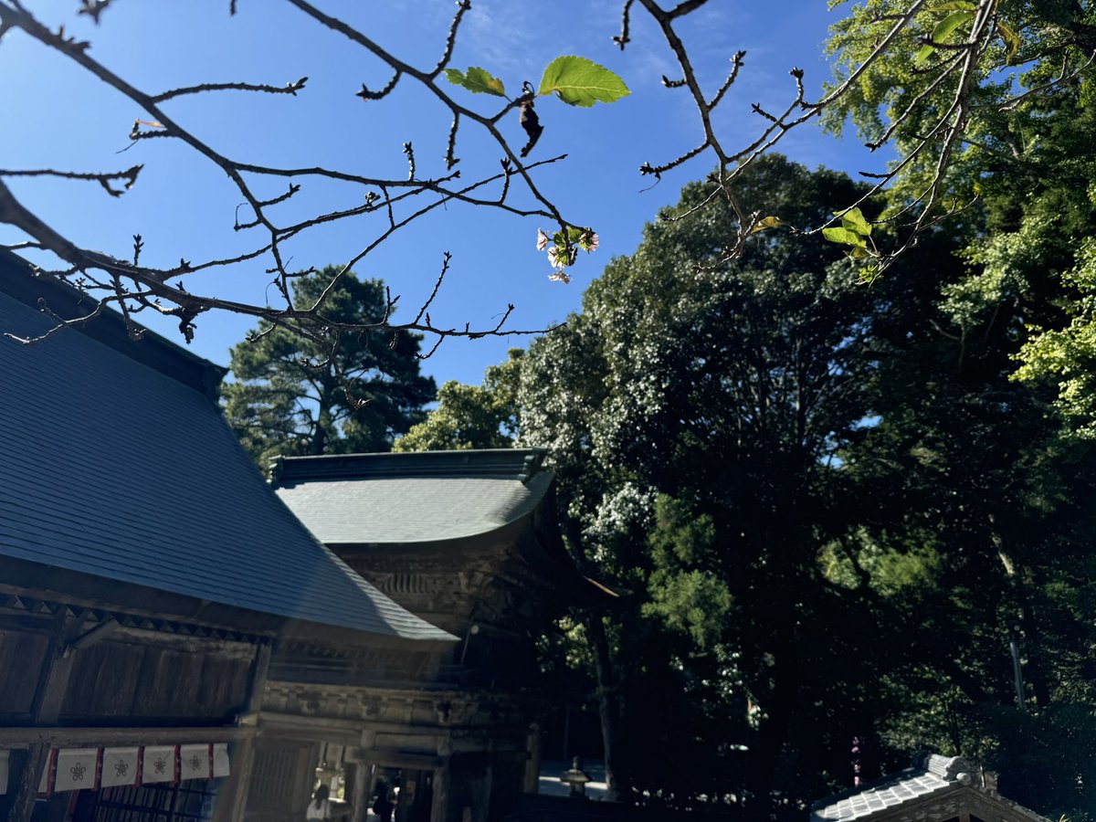 開花宣言？
秋桜（コスモス）ではなく、桜が開花しました。令和6年10月5日