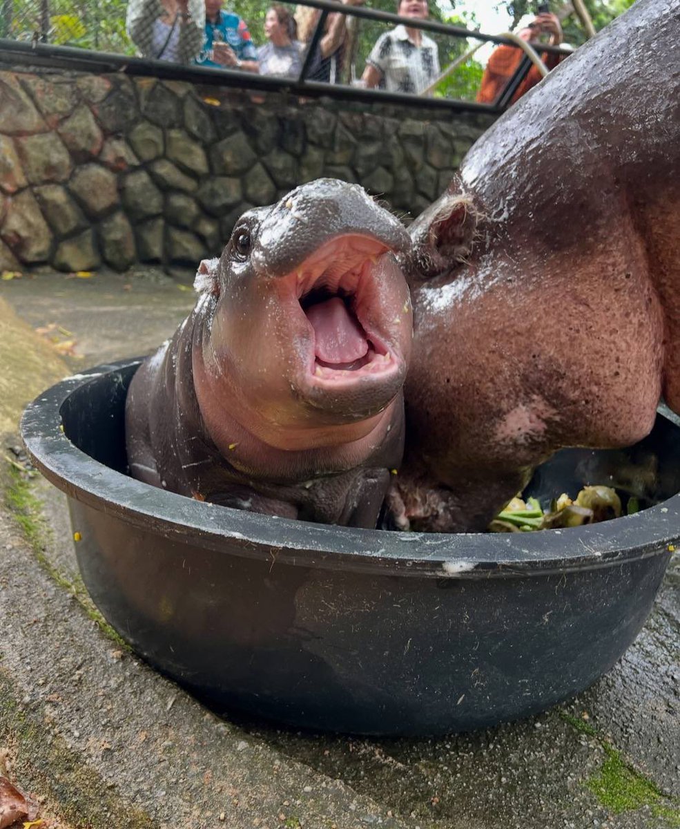 Moodeng 💕 #hippo #PygmyHippo #ขาหมูแอนด์เดอะแก๊ง #หมูเด้งจะเด้งกี่โมง #Moodeng