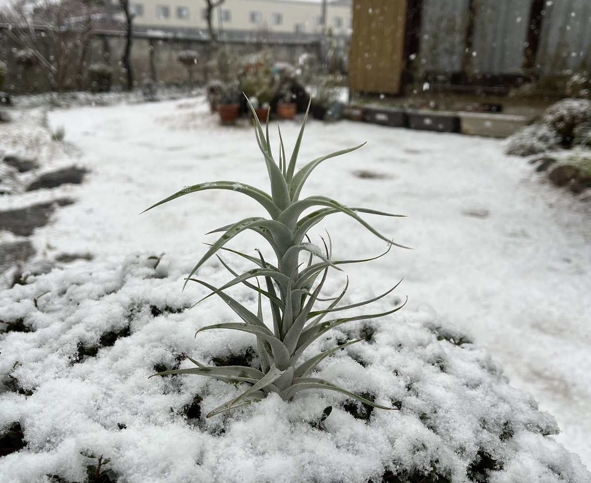 73KRayZu's tweet photo. 純白のアルビダ、夏を越してまた一段と迫力が増しました ❄️✨🌞‼️ 今年の2月の雪の日に撮影した時と比べると、太陽の恩恵を受けて、半年ちょっとでかなり茎が伸びていることが分かります‼️ 2024/10/5 

#アルビダ #銀葉種 #有茎種 #albida #tillandsia #airplants https://t.co/mUkQe9gPqk
