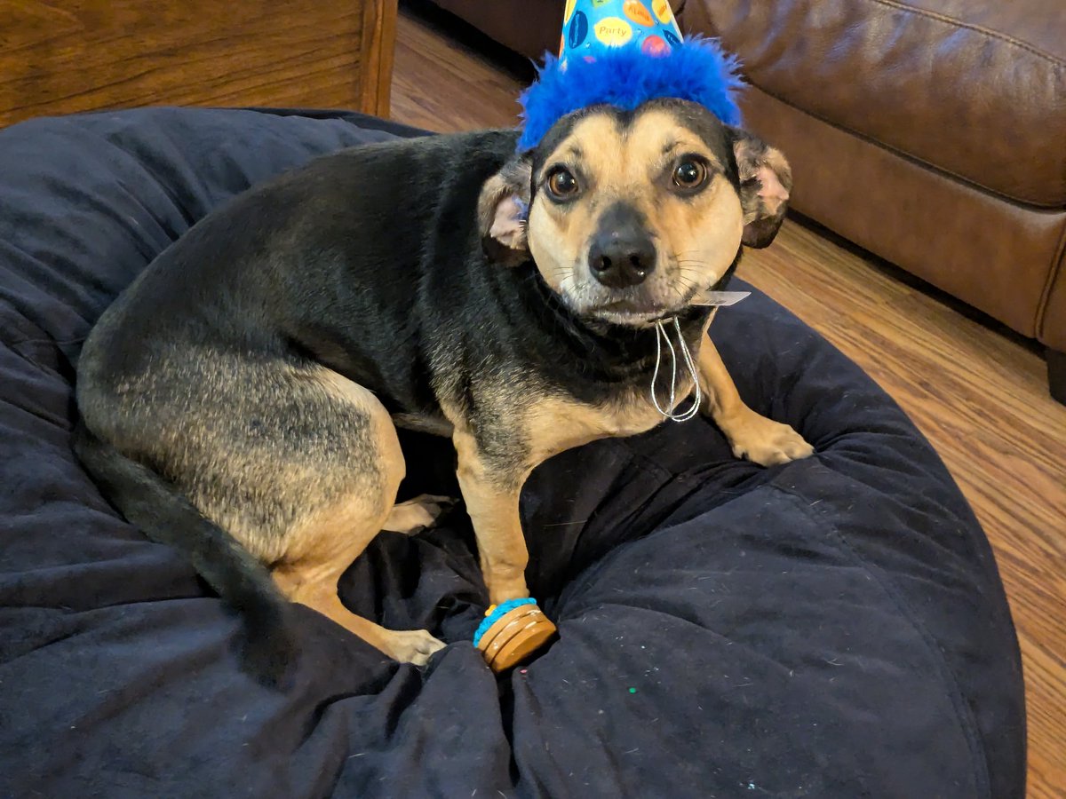 Cooper Puppyheart tweet media