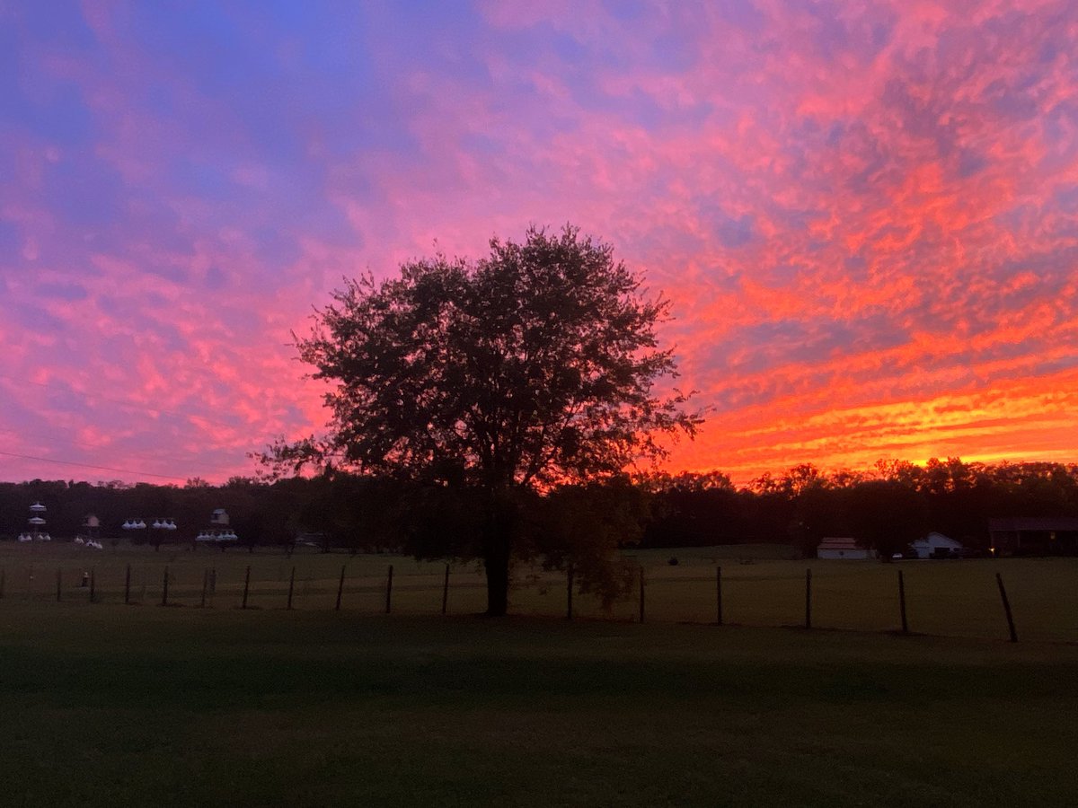 skyfall375's tweet image. Back yard sittin