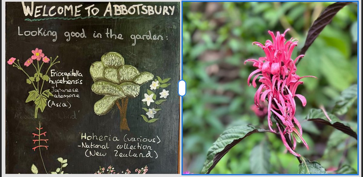 CropShots's tweet image. The stunning Abbotsbury Sub Tropical Gardens @tropicaldorset this week. 
A great setting for this Brazilian Plume #exoticplants