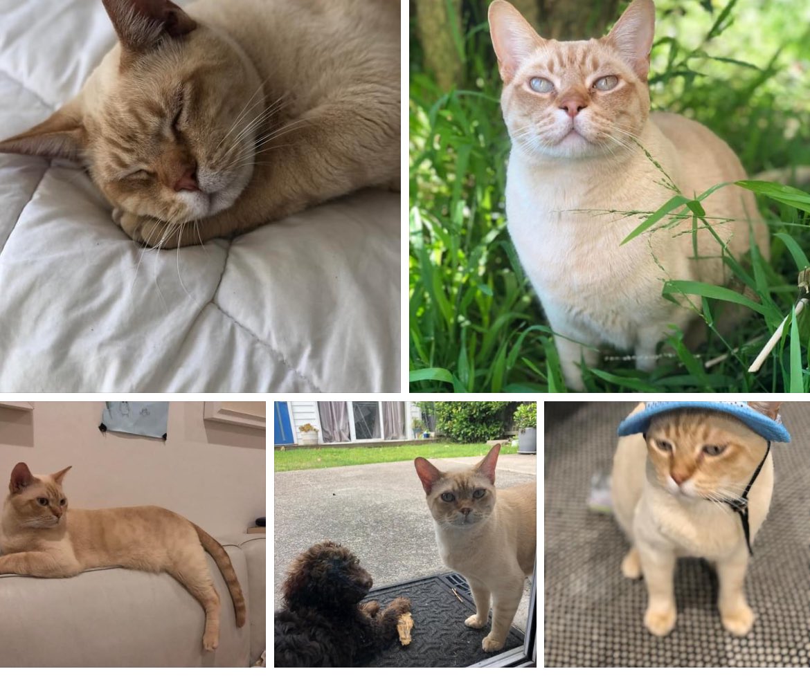 SamStehbens's tweet photo. Any Sydney-based ppl looking to adopt a cat? This is 4 yr old Simba, he’s an #AustralianMist I have two - they’re a human obsessed breed, great with kids. A bit Burmese, Abyssinian & and touch of tabby. I think he’s a gold spotted. They need companionship, & this family feels they can’t spend as much time with him as he deserves.💔