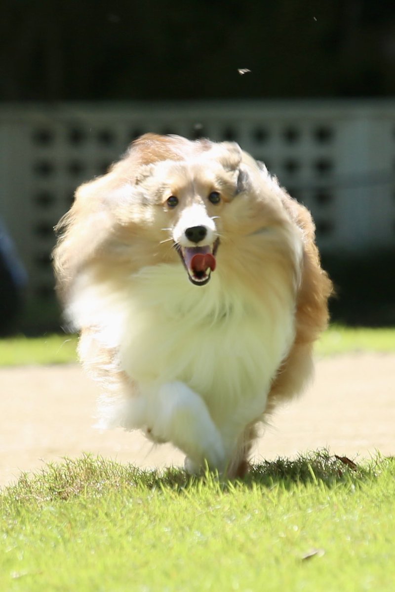 走ってるときのモネちん、謎の生き物になりがち