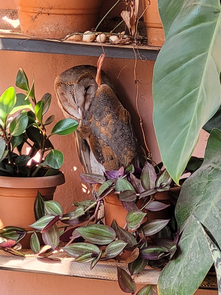 dalchinikaapi's tweet photo. An uncanny visitor surprised me resting on my plant rack! This barn owl usually flies around my locality in Jayanagar 4T block, Bangalore in the eve looking for rats and often screeches in the night. I was in awe to find it resting at my balcony. https://t.co/ZBYaDuyd0D