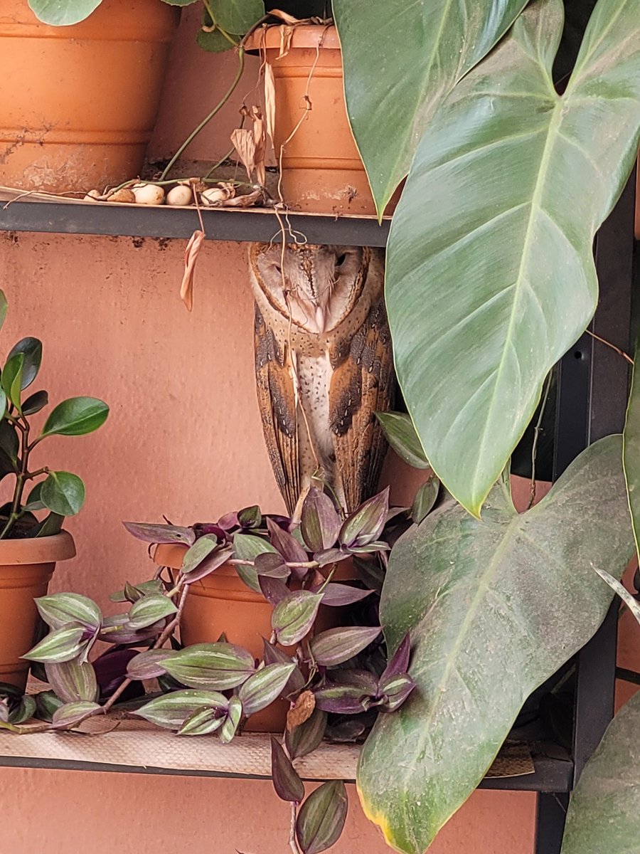 dalchinikaapi's tweet photo. An uncanny visitor surprised me resting on my plant rack! This barn owl usually flies around my locality in Jayanagar 4T block, Bangalore in the eve looking for rats and often screeches in the night. I was in awe to find it resting at my balcony. https://t.co/ZBYaDuyd0D