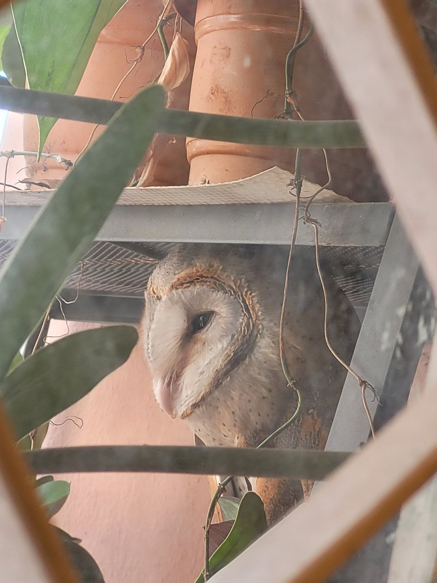 dalchinikaapi's tweet photo. An uncanny visitor surprised me resting on my plant rack! This barn owl usually flies around my locality in Jayanagar 4T block, Bangalore in the eve looking for rats and often screeches in the night. I was in awe to find it resting at my balcony. https://t.co/ZBYaDuyd0D