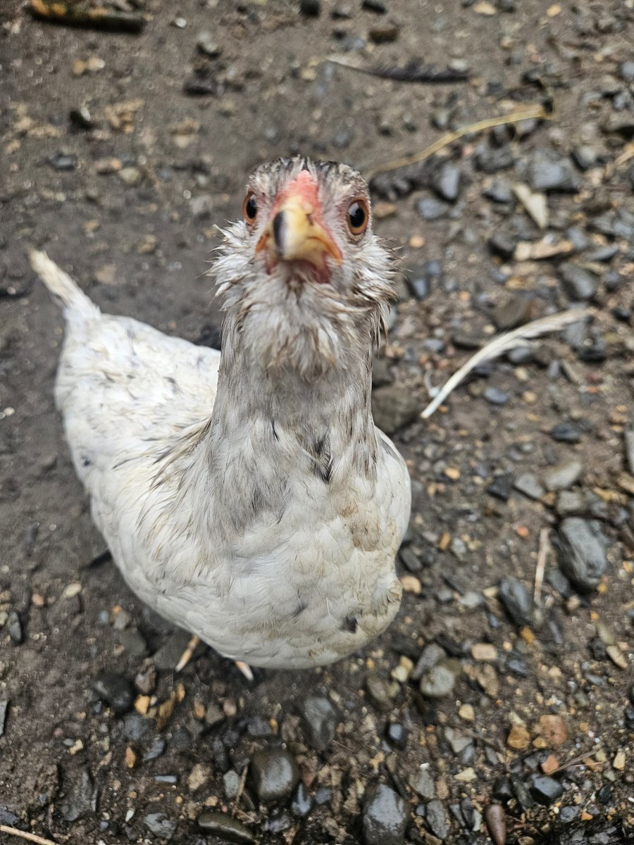 sromascavage's tweet image. Where are my poultry people at?!? 
Micro hopes y'all have a good weekend! 🐔 
#chicken
#chickensofX