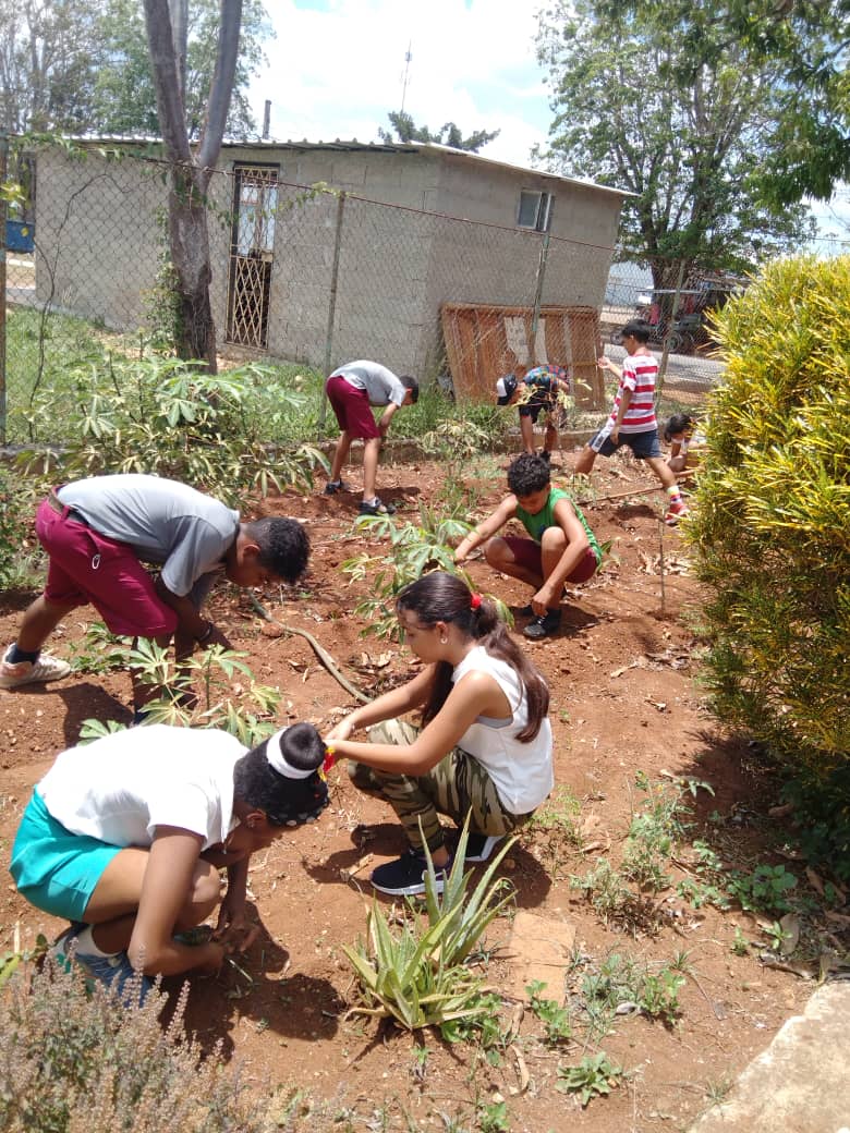 PBoyeros's tweet photo. Los pioneros de boyeros trabajando en huerto escolar https://t.co/MAPfbYhF2n