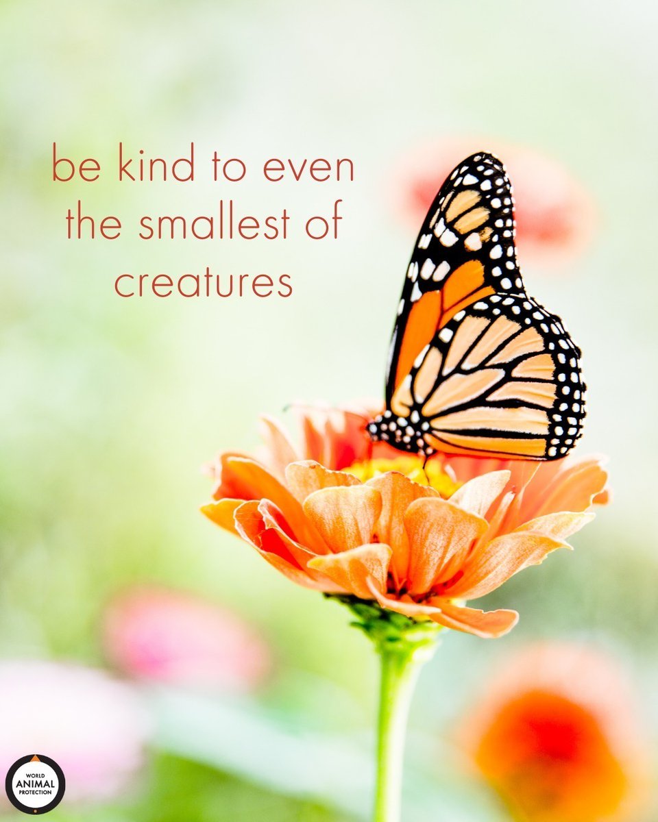 MoveTheWorldUS's tweet photo. Each and every day is an opportunity to be kind to someone else. 🦋 https://t.co/e39gpnOcO0