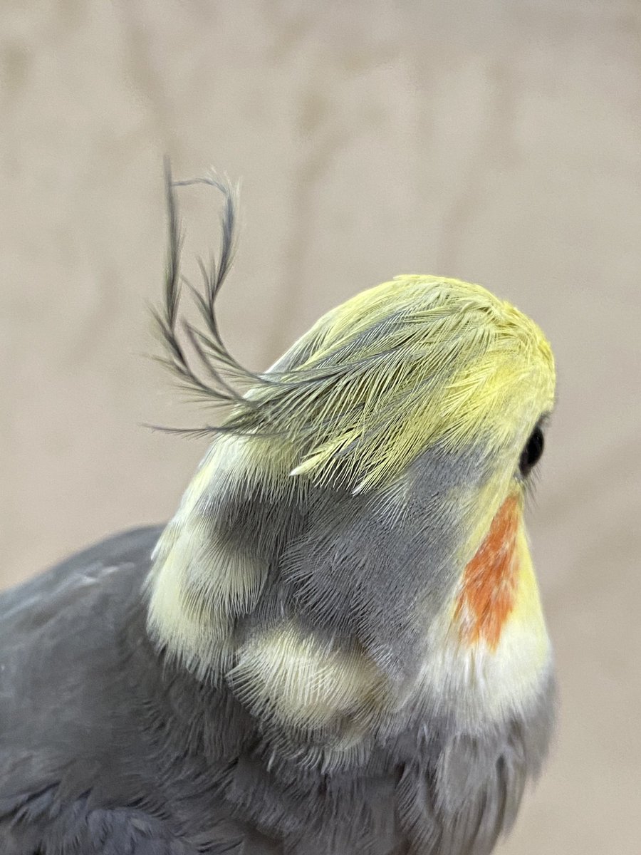 換羽が始まりましたね