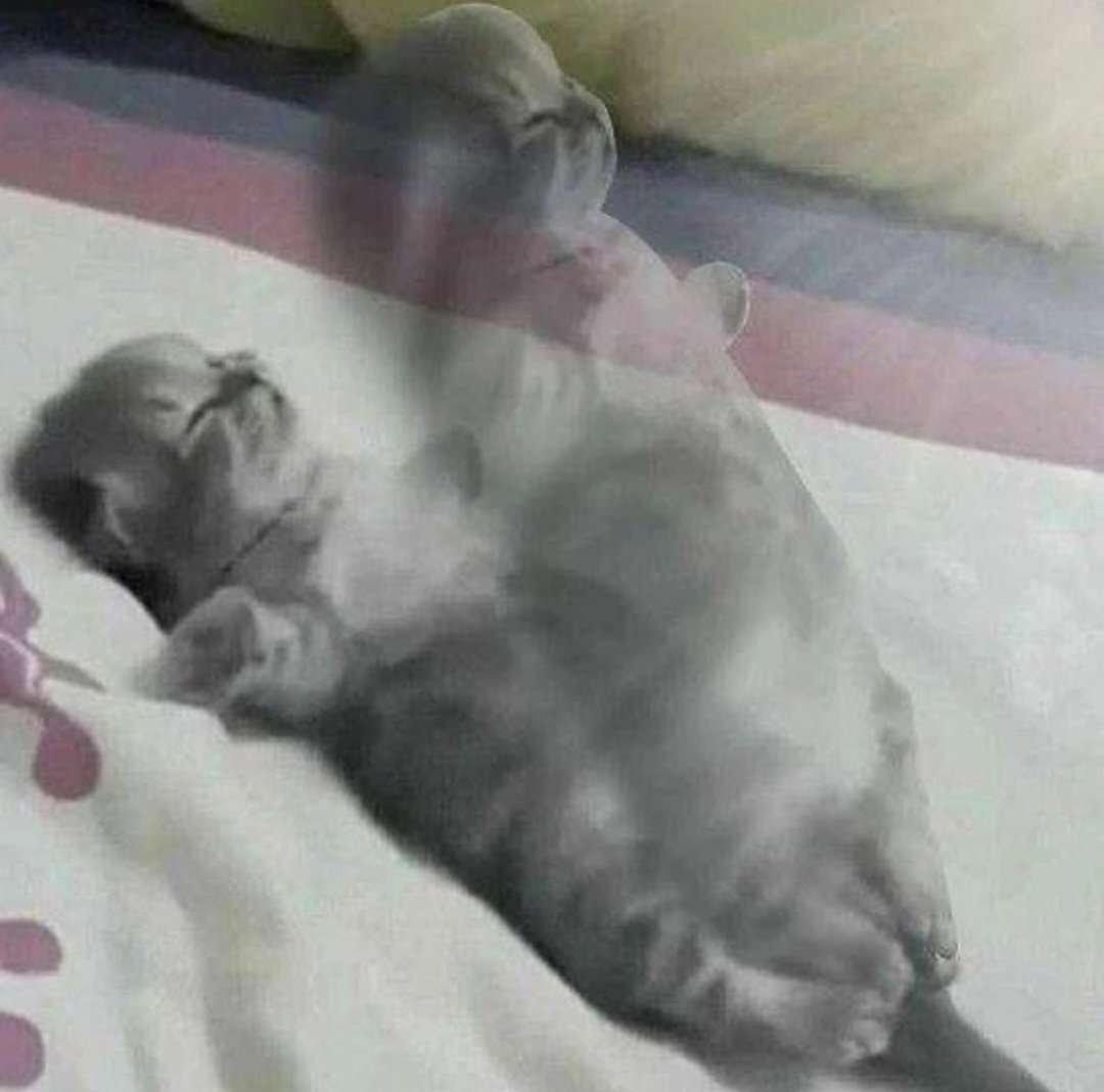 Doing owless in all my runs today, come watch history *cat picture of your choosing*