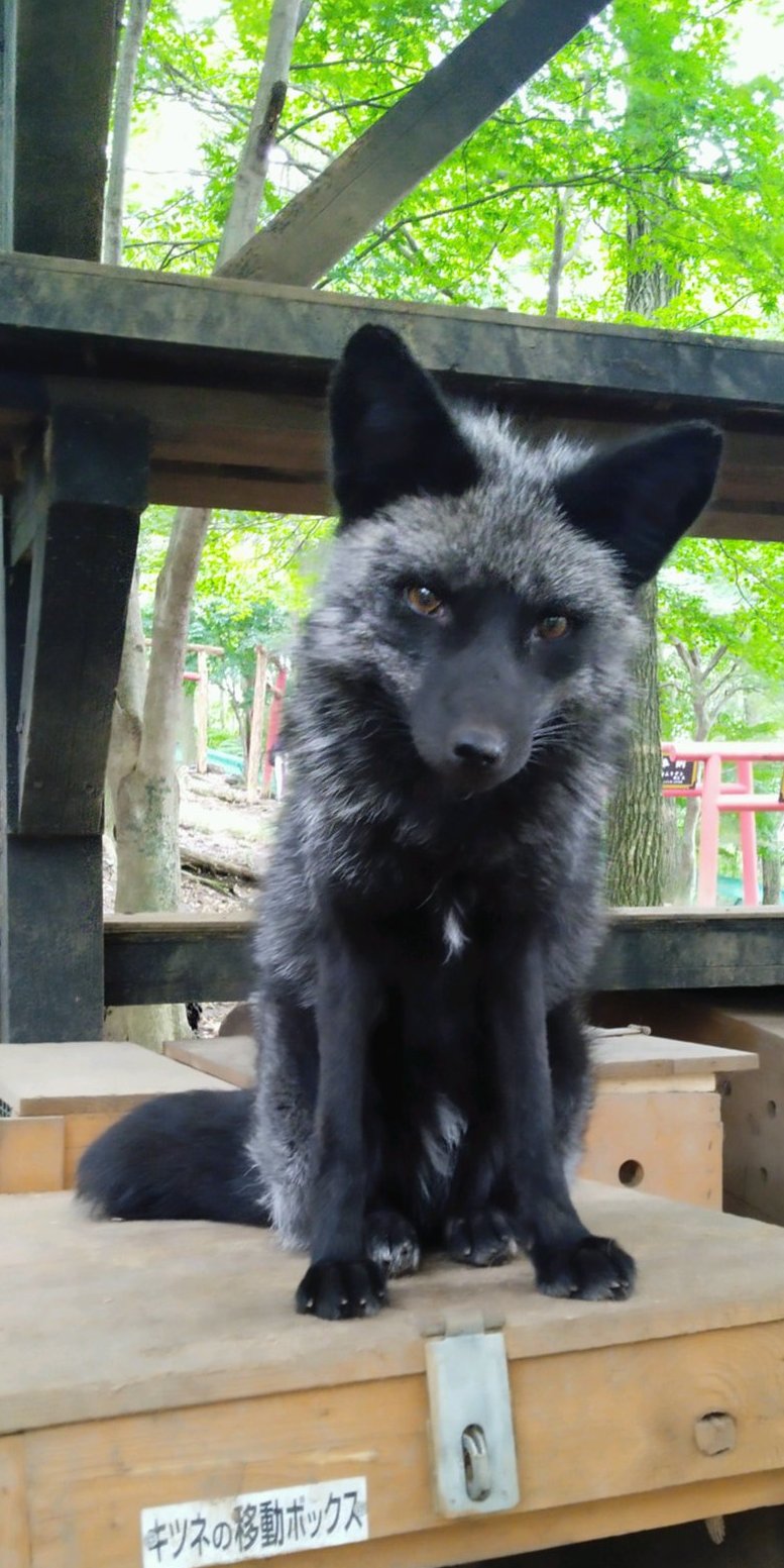 宮城蔵王キツネ村(公式)🦊 on X:  