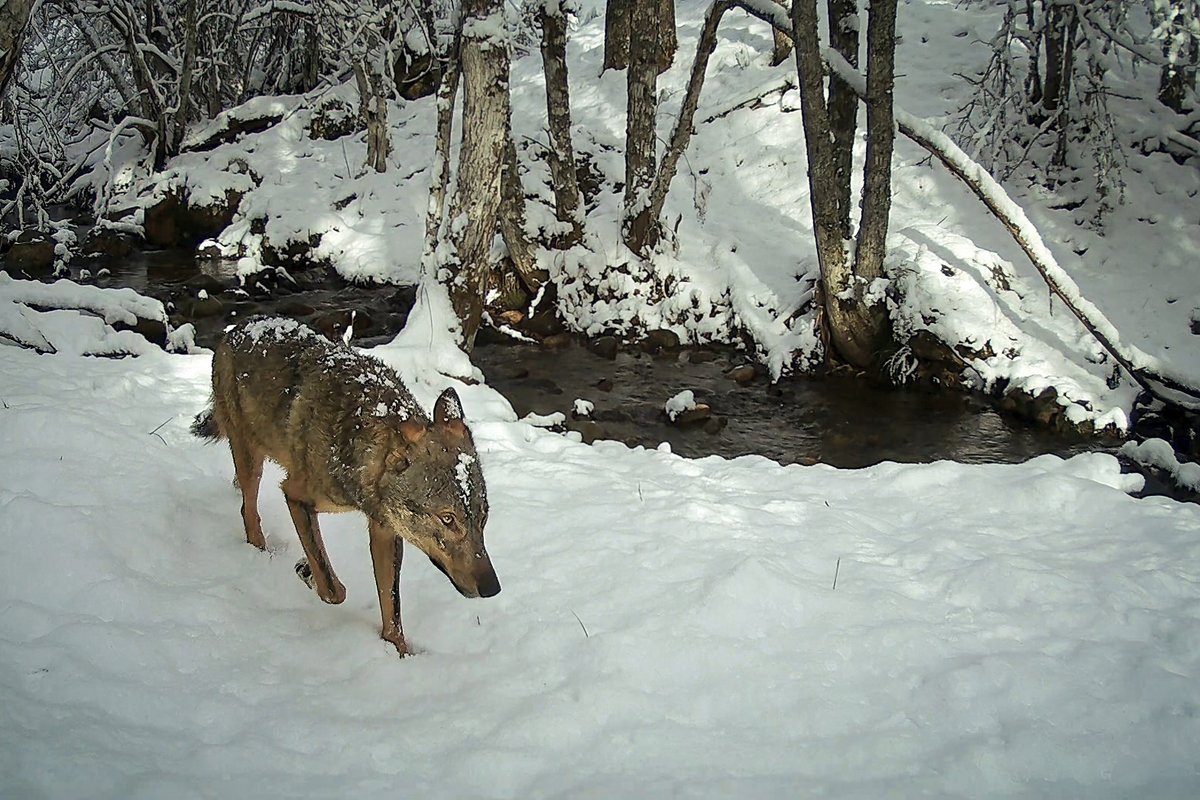 ¿Me echáis una mano a mover esto?
El espíritu tenaz, indómito y mágico del lobo en una imagen.
¡Gracias! Gràcies! Ezkerrik asko! Gracinhas! Thank you! Merci! ❤️Aquí, una de mis fotos favoritas del libro 'Territorio lobo'.
5 años entre lobos reunidos en: vkm.is/territoriolobo