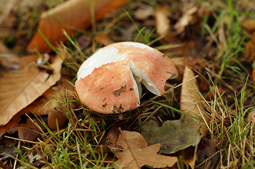 University of Oxford Botanic Garden and Arboretum tweet media