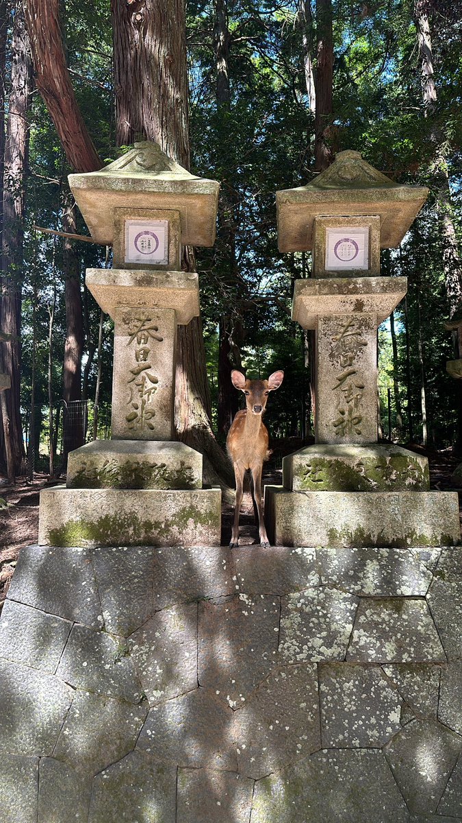 Japan Documented tweet media