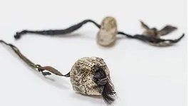 UK Fungus Day tweet media