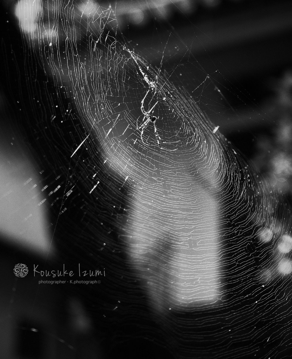 kousuke4816's tweet image. artist

#蜘蛛の巣
#spidersweb