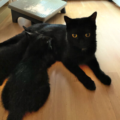 Meet Opal

Mama Opal gave birth to her 6 kittens. She's an elegant, friendly and curious cat. She always wants to be near her people. When we come home she runs up to say hello. Opal would fit into any home, and a family with kids would be great

Adopt: docs.google.com/forms/d/e/1FAI…