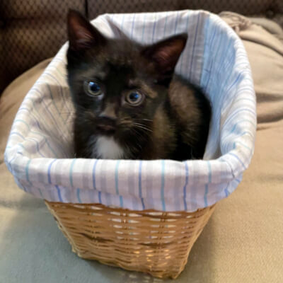 Meet Midnight, Flash &amp; Patches

Mama Opal &amp; her kittens, Butterfly, Raven, Oreo, Midnight(pic 1), Flash(pic 2) &amp; Patches(pic 3), were brought into foster care so they could be safe a warm. They'd fit into any home but must be adopted with a sibling

Adopt: docs.google.com/forms/d/e/1FAI…