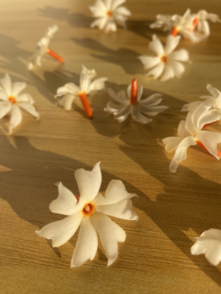 It is said that a wish made beneath drizzling Parijatakas will always come true.