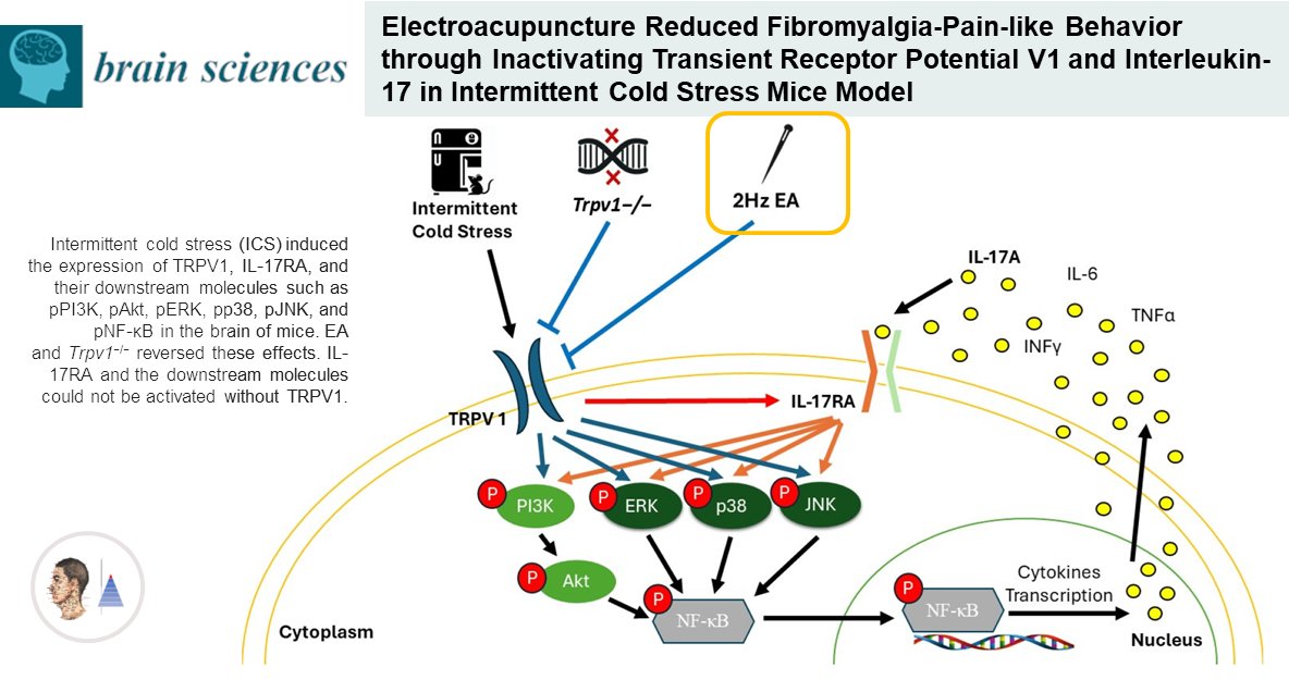 🐀Acupuncture expérimentale🇹🇼
📰Brain Sci
Modèle de fibromyalgie [souris]. Efficacité de l’acupuncture [A] 𝑣𝑠 fausse [A]. Action 𝑣𝑖𝑎 ↘voie du récepteur potentiel transitoire vanilloïde 1 (TRPV1) et ↘inflammation médiée par l'interleukine IL-17A.

pubmed.ncbi.nlm.nih.gov/39335365/🔓