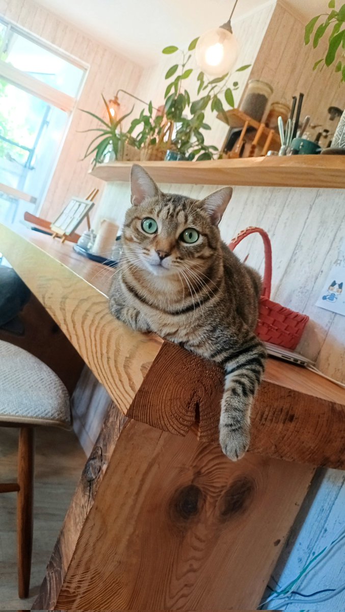 何これ！
可愛すぎやろ！
 #猫