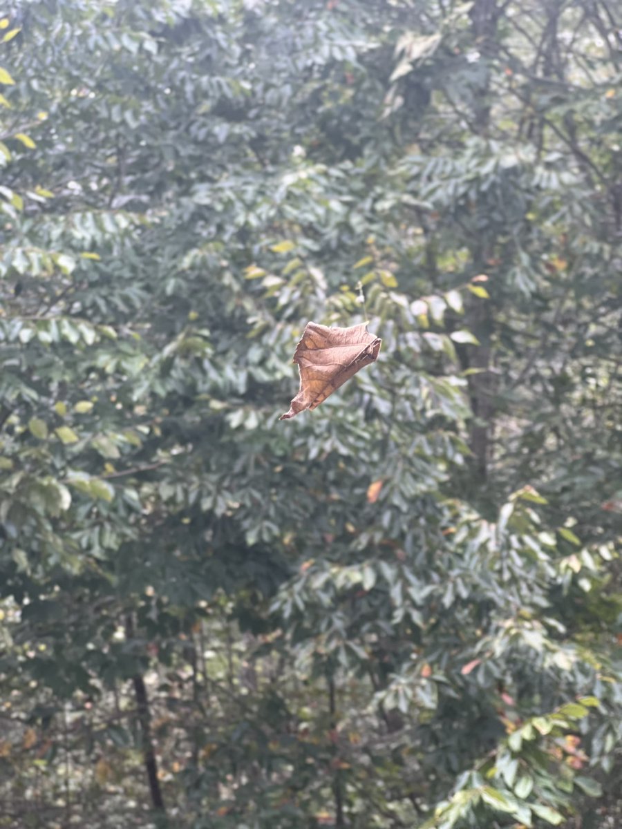 It’s about one week to the hour since my son Noah and I chainsawed our way through massive poison ivy vines and trees out of the Lost Corners neighborhood of Morganton NC. At that time rain was pouring sideways and leaves were flying upwards. This leaf is about 8 meters above the