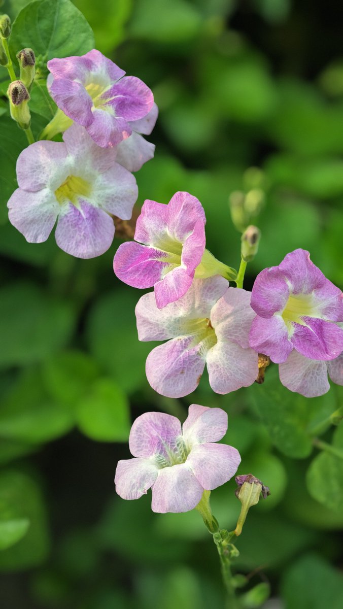 GarpuSendok69's tweet photo. #flowerphotography #flower https://t.co/CMCm1hLTJw