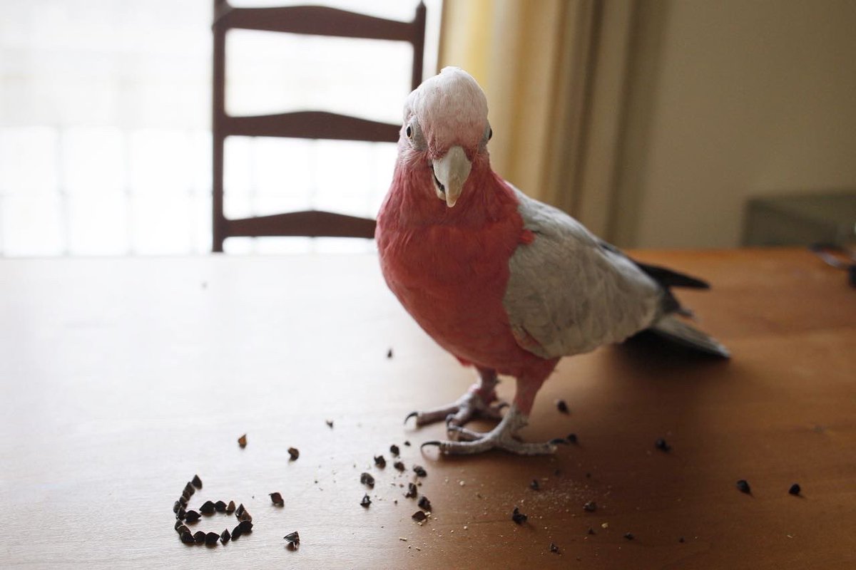 coccatiel's tweet image. お誕生日のすあま。
すあまちゃん、お誕生日おめでとう☺️
健康で楽しい日々をみんなで過ごそうね～💕
#モモイロインコ
#galah 
#オカメインコ 
#cockatiel 
#ウロコインコ 
#greencheekedconure