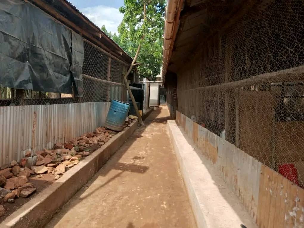 shukranproperty's tweet photo. 🏠Country Home  with Farm Houses For Sale at 👍🏾 #360m_Ugx

📌 Located in Nakawuka

📌 #4bedrooms #3bathrooms kitchen sitting and dining rooms and #6boy's quarters 

📌 #2Full poultry houses and banana plantation

📌 On #70Decimals private mailo title

Sheebah Cindy USA ambassador https://t.co/Vx9RXxU6TA